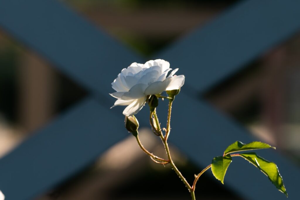a single white flower with green leaves in front of a fence