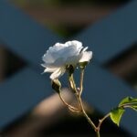 a single white flower with green leaves in front of a fence