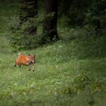 Captivating shot of a Muntjac deer running through a verdant forest landscape.