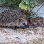 A European hedgehog exploring a garden area during daylight.