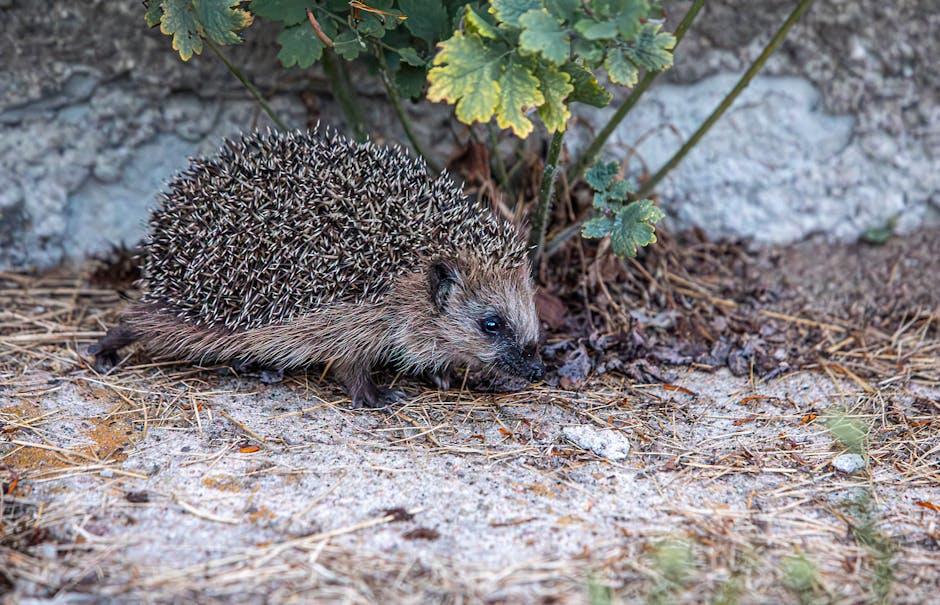 A European hedgehog exploring a garden area during daylight.