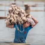Man laboring in water, carrying bundles of jute on his shoulders showcasing rural life.