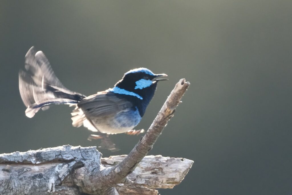 A blue and black bird perched on a branch.