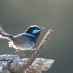 A blue and black bird perched on a branch.