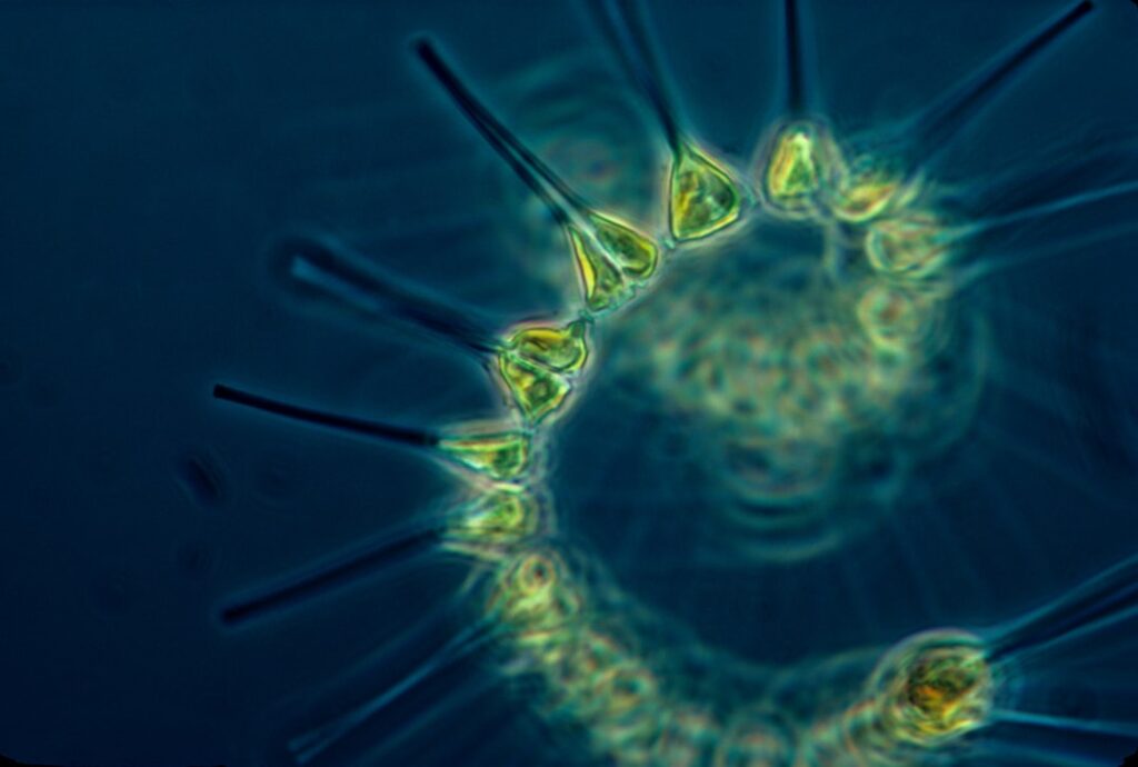 Phytoplankton - the foundation of the oceanic food chain.
