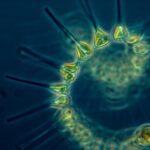 Phytoplankton - the foundation of the oceanic food chain.