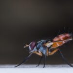 macro, insect, fly, animal, bug, nature, garden, wildlife, parasitic, spiny, tachinidae