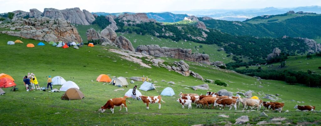 During a summer camping trip in the Daqing Mountains of Inner Mongolia, a herd of cows wandered through a colorful camps