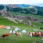 During a summer camping trip in the Daqing Mountains of Inner Mongolia, a herd of cows wandered through a colorful camps